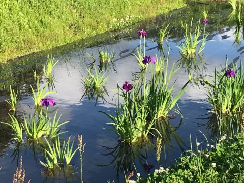 第36回市島町三ツ塚花しょうぶまつり