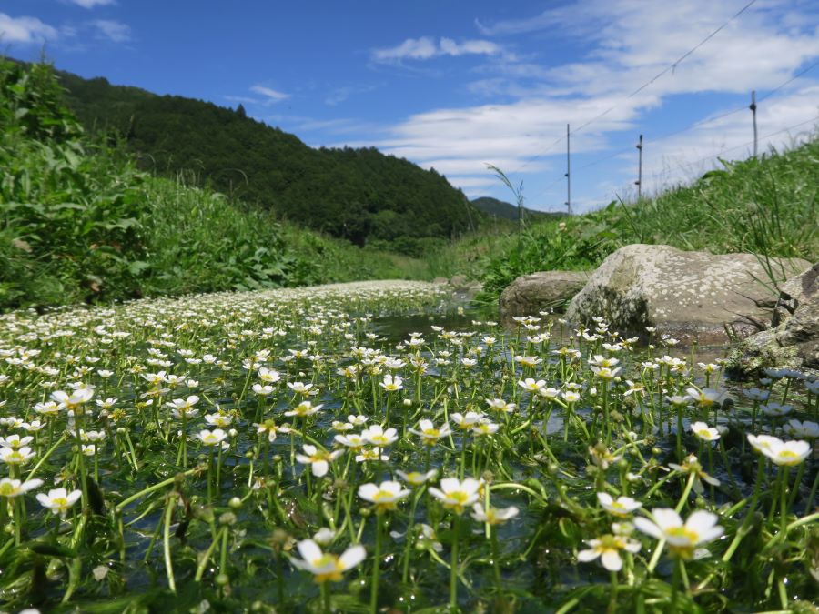 バイカモ（青垣町　清水川）
