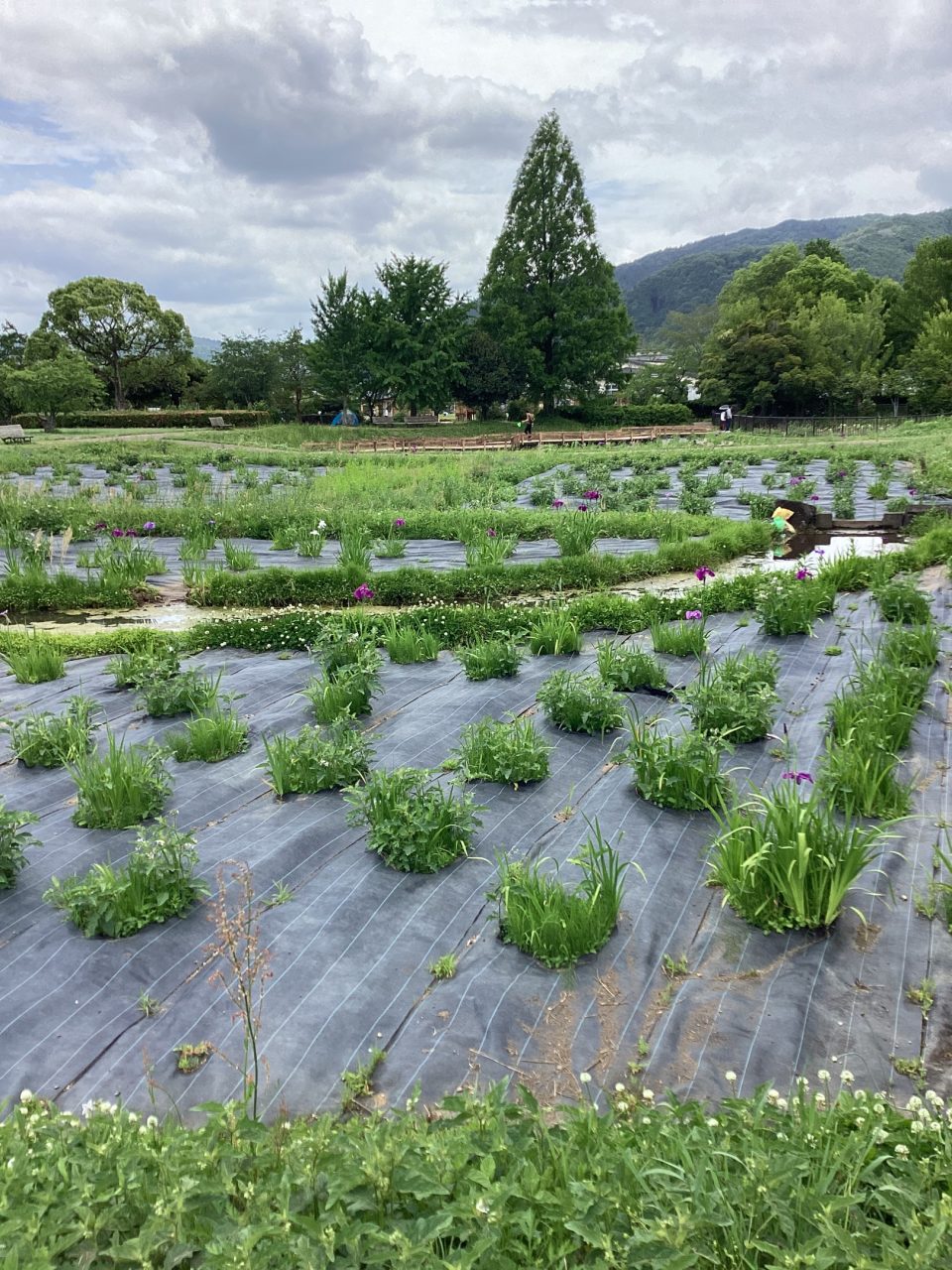 花しょうぶ