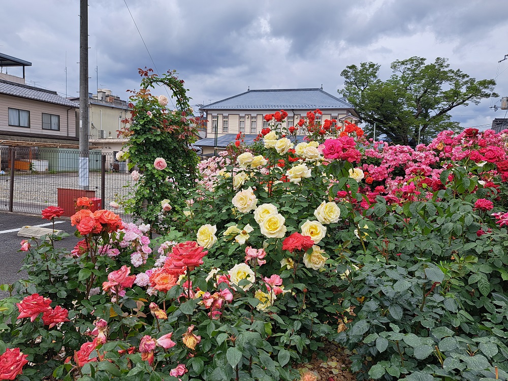 🌹 柏原 ミニばら園 🌹