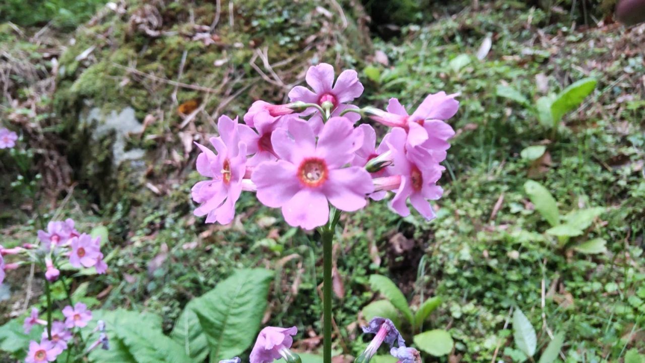 クリンソウ群生地（青垣町稲土）