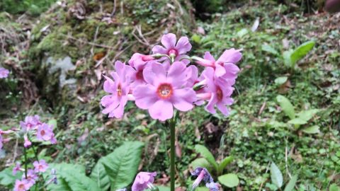 クリンソウ群生地（青垣町稲土）