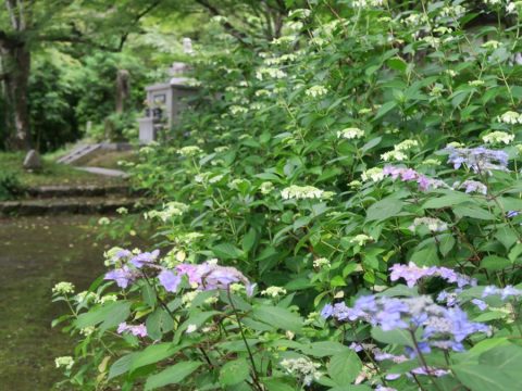 円通寺（あじさい）