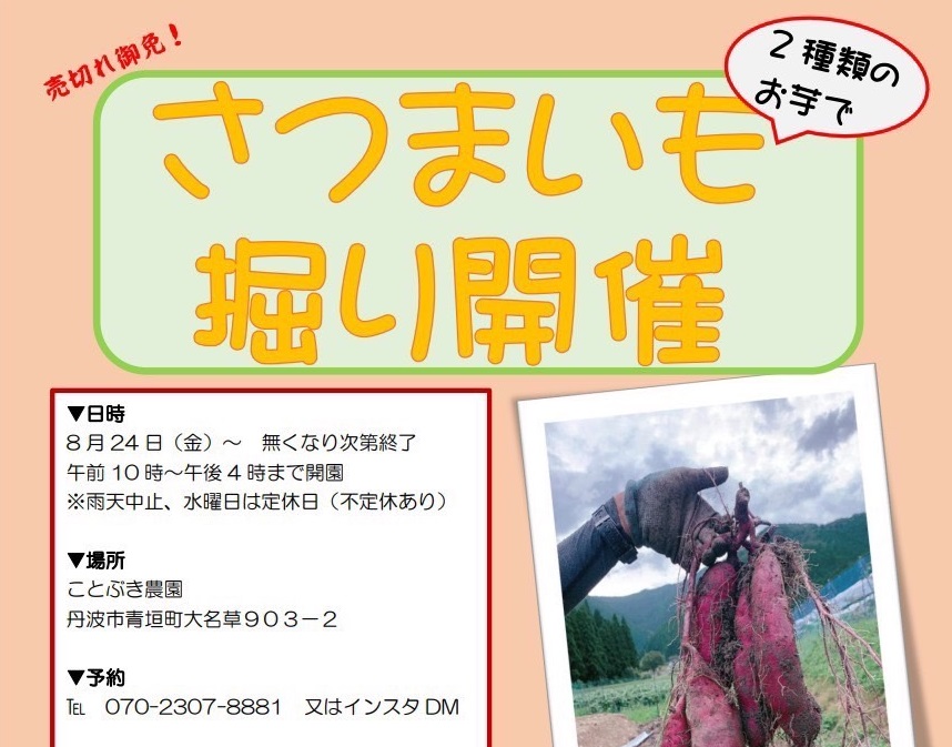 さつまいも掘り開催中‼