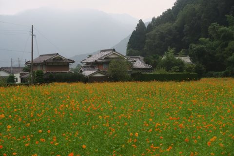 清住コスモス園