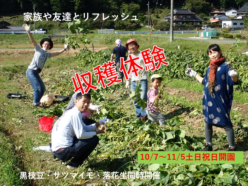 収穫体験！あなたの胃袋が丹波の秋の味覚を待っている！