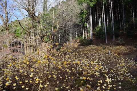 🌼 常瀧寺の ミツマタ