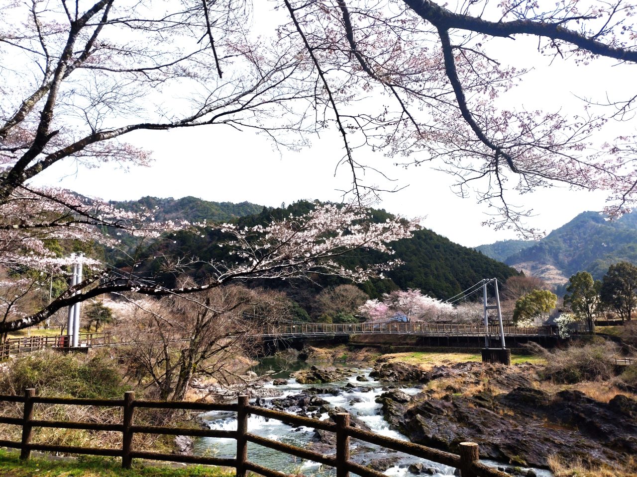 🌸 川代公園の桜