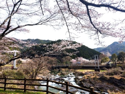 🌸 川代公園の桜