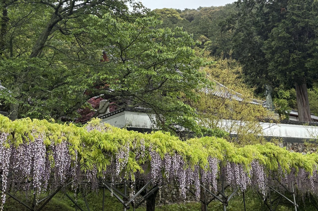 ✾ 桂谷寺 の 九尺ふじ