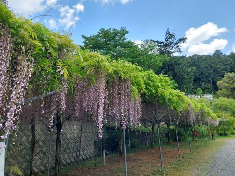 ✾ 桂谷寺 の 九尺ふじ
