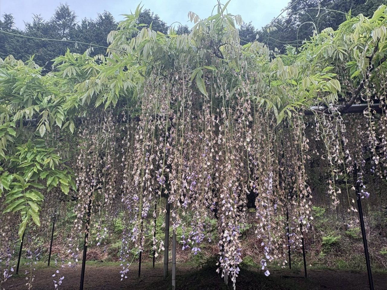 ✾ 白毫寺 の 九尺ふじ