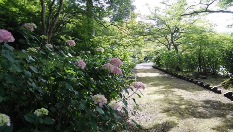 🌼 円通寺の あじさい