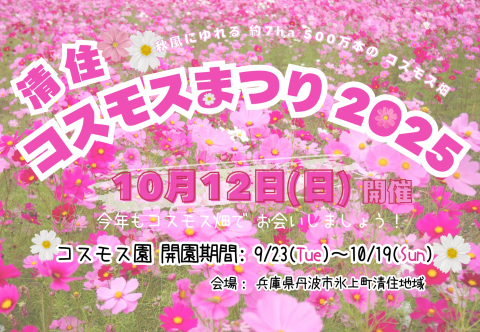 🏵️ 清住 コスモスまつり 2025