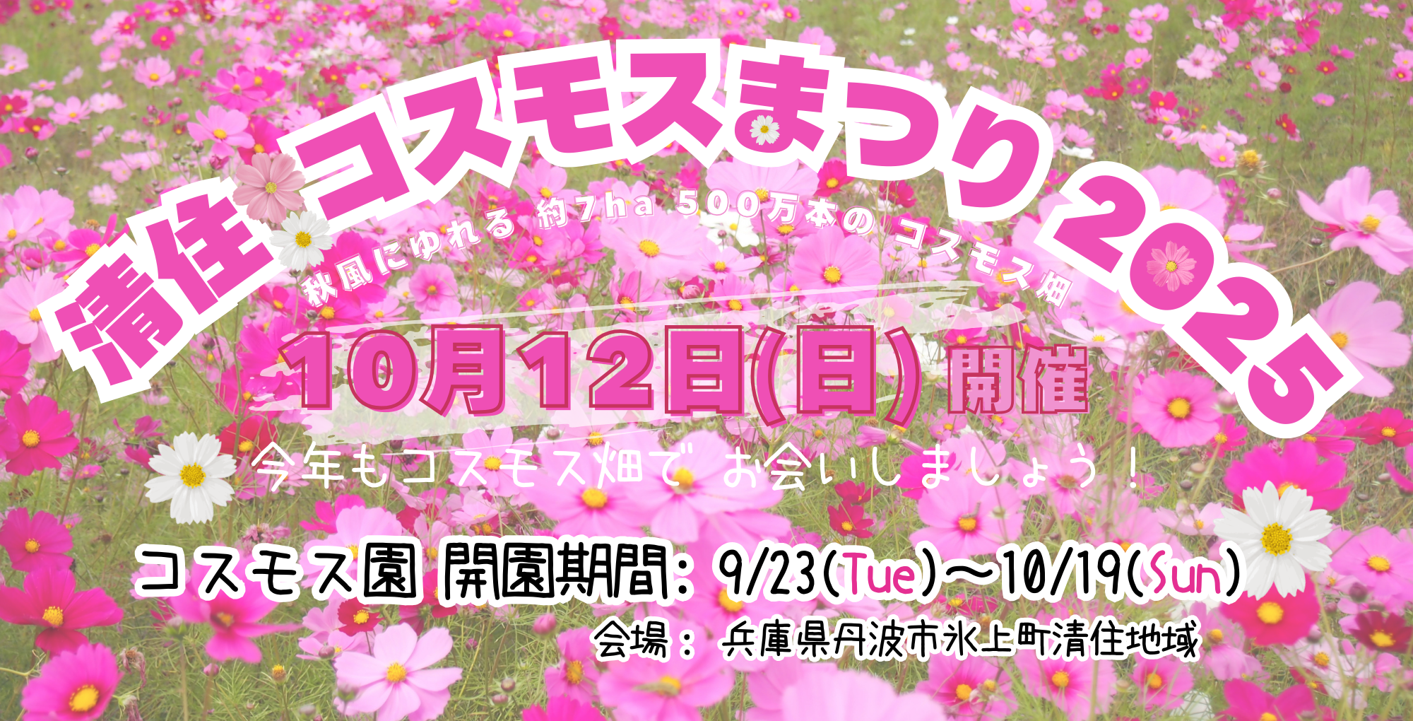清住コスモスまつり 2025