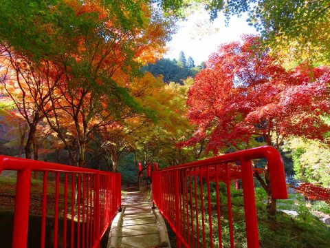 🍂 愛宕山 常瀧寺