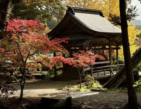 🍂 五大山 白毫寺
