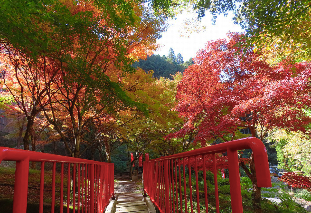 🍂 愛宕山 常瀧寺