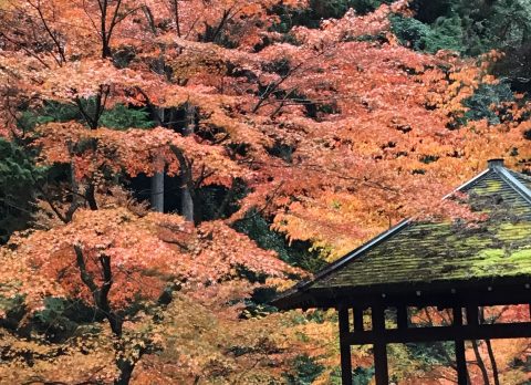 🍂 岩屋山 石龕寺