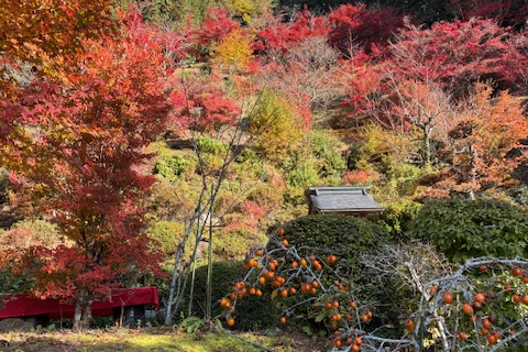 🍂 十九山 達身寺
