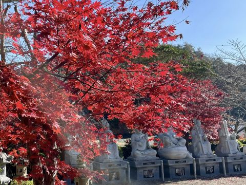 🍂 五大山 白毫寺