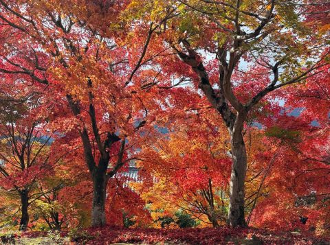 🍂 照月山 桂谷寺