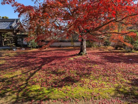 🍂 本光山 三寳寺