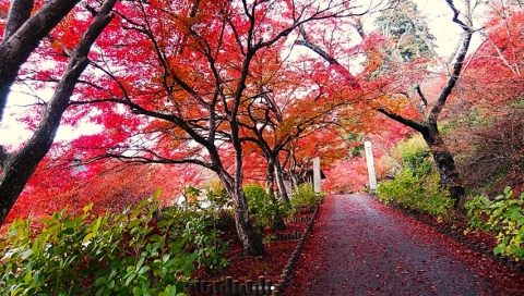 🍂 永谷山 円通寺