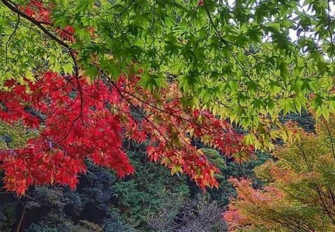 🍂不動山　岩瀧寺