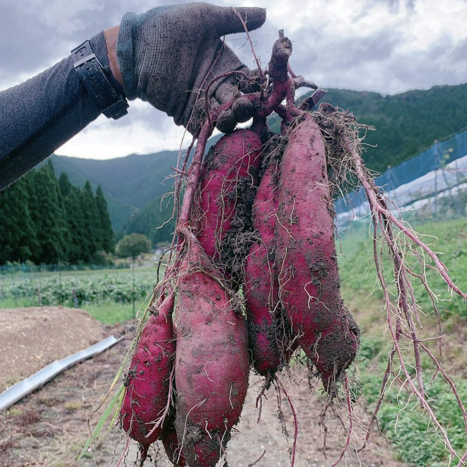 さつまいも掘り体験