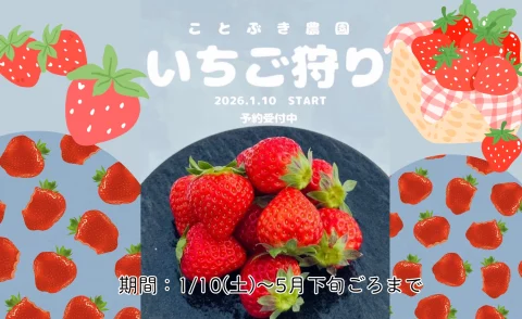🍓 ことぶき農園 の いちご狩り＆つみとり スタート！🍓