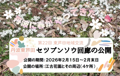 🌼 丹波東芦田 🌼 セツブンソウ回廊 公開