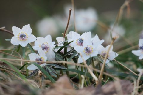 🌼 森のせつぶん草