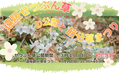 🌼【 遠阪 節分草まつり 】と せつぶん草の公開