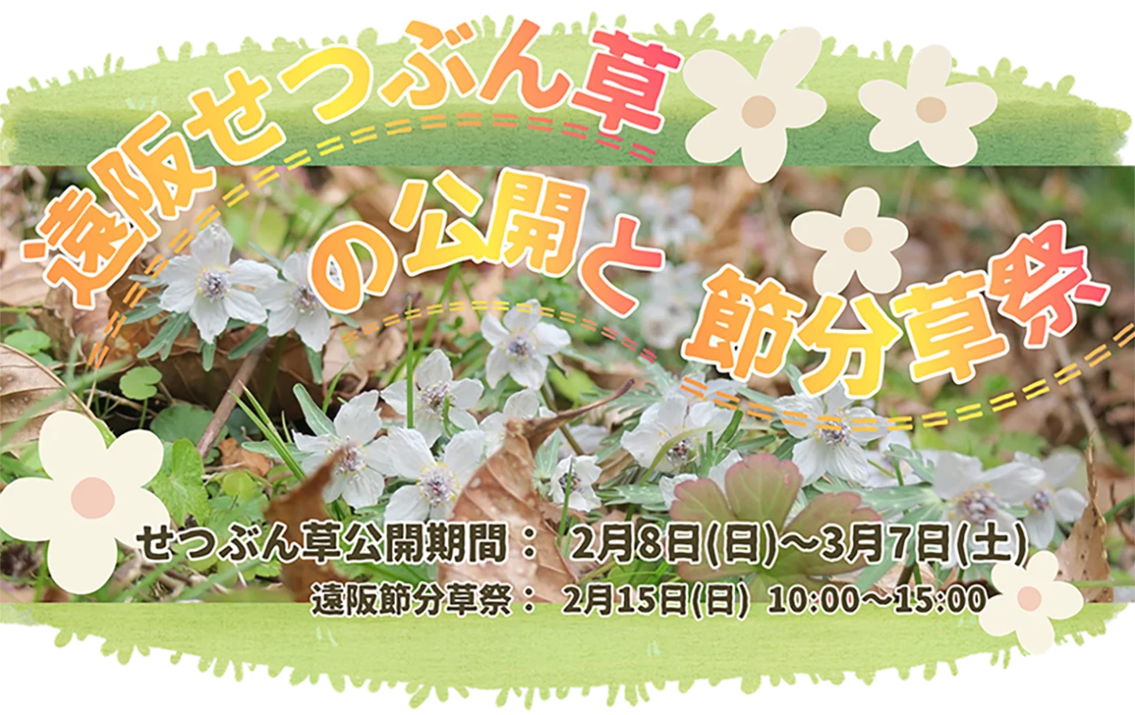 🌼【 遠阪 節分草祭 】と せつぶん草の公開
