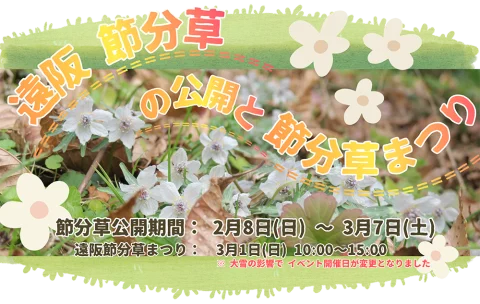 🌼【 遠阪 節分草まつり 】と 節分草の公開