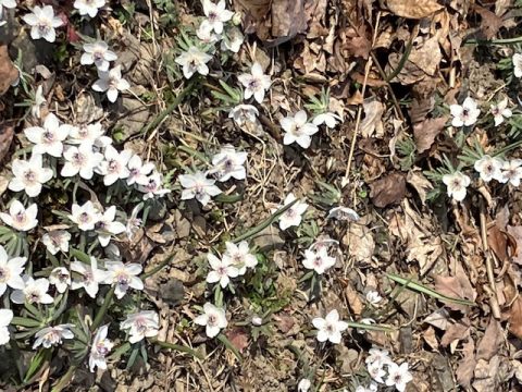 🌼 江古花園 せつぶん草