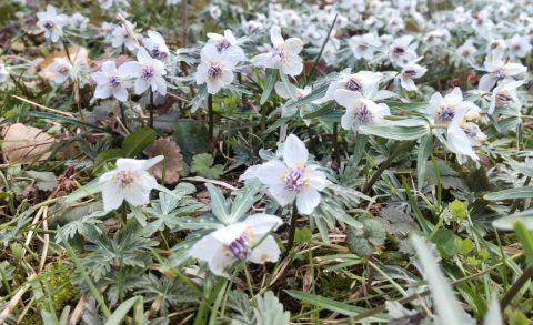 🌼 森のせつぶん草