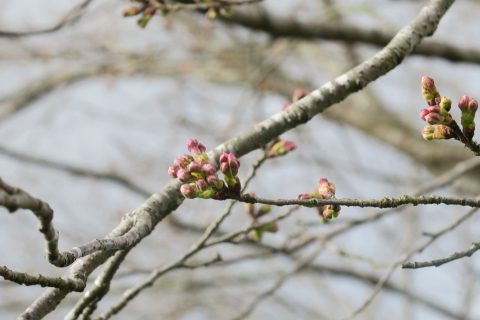 加古川堤防の桜提🌸