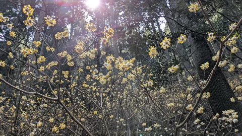 常瀧寺のミツマタ🏵️