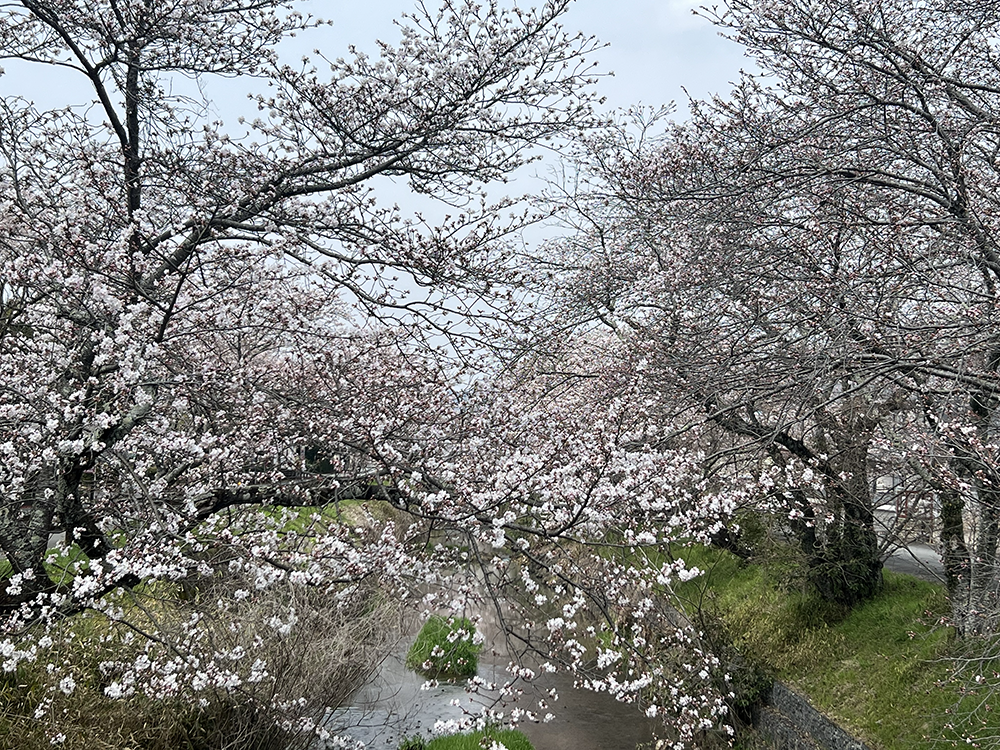 🌸 黒井川の桜堤