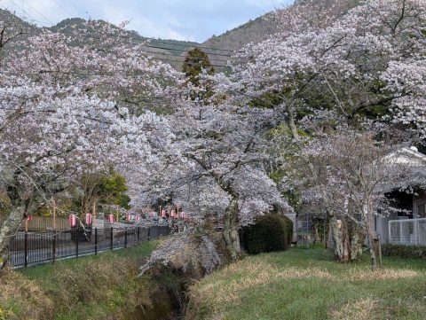 🌸水分れ公園🌸
