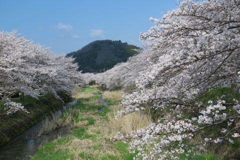 柏原川🌸桜提
