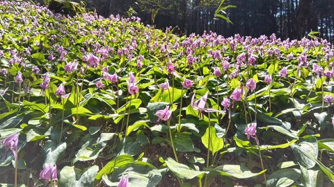 🌼 清住 かたくり園 🌼