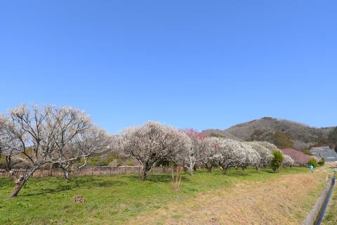 🌸 三ツ塚史跡公園の梅林