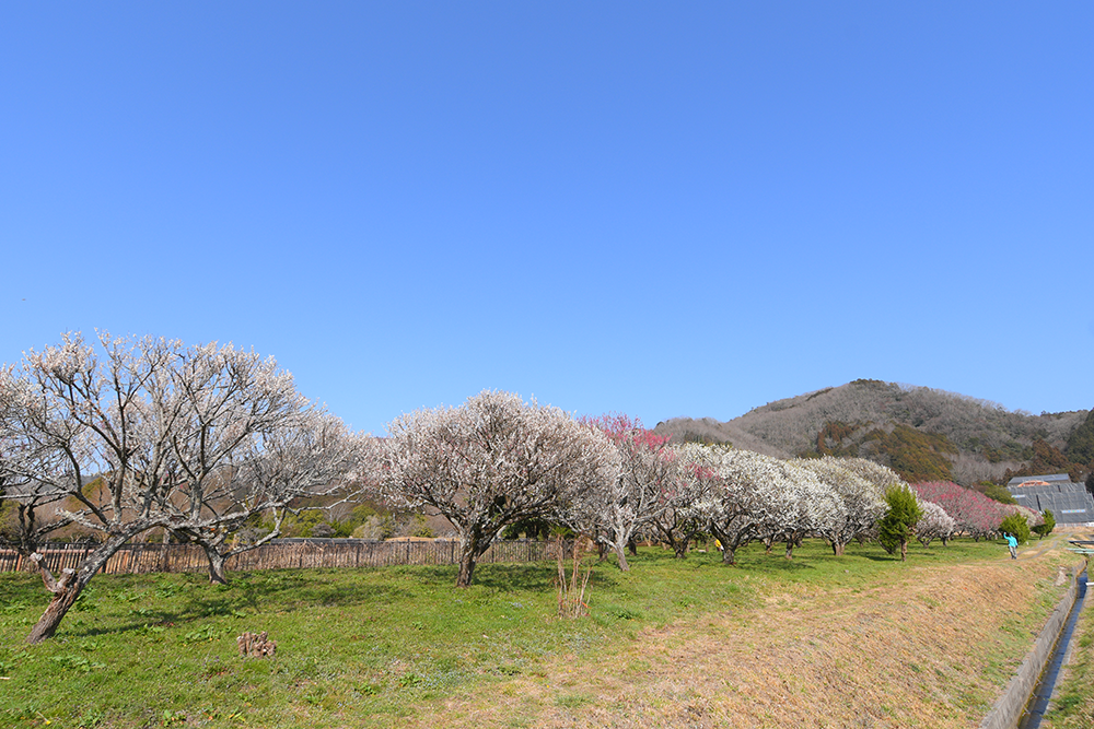🌸 三ツ塚史跡公園の梅林