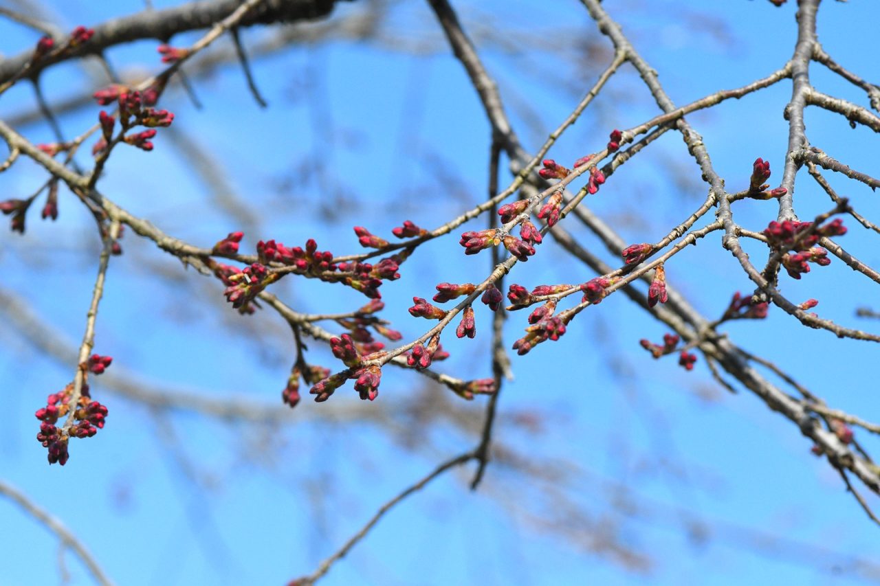 氷上さくら公園🌸