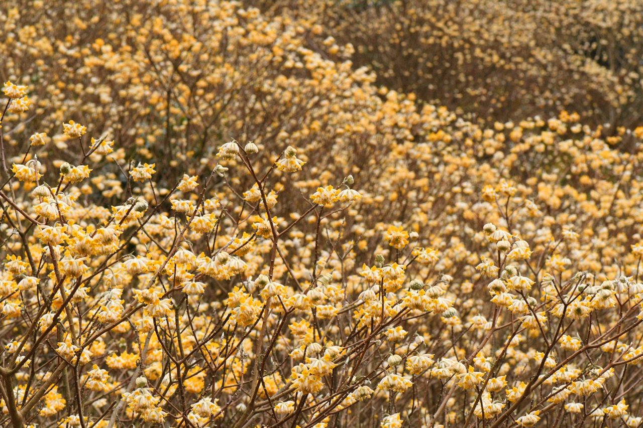 常瀧寺のミツマタ🏵️