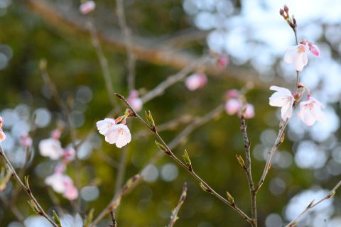 氷上さくら公園🌸