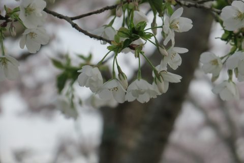 氷上さくら公園🌸